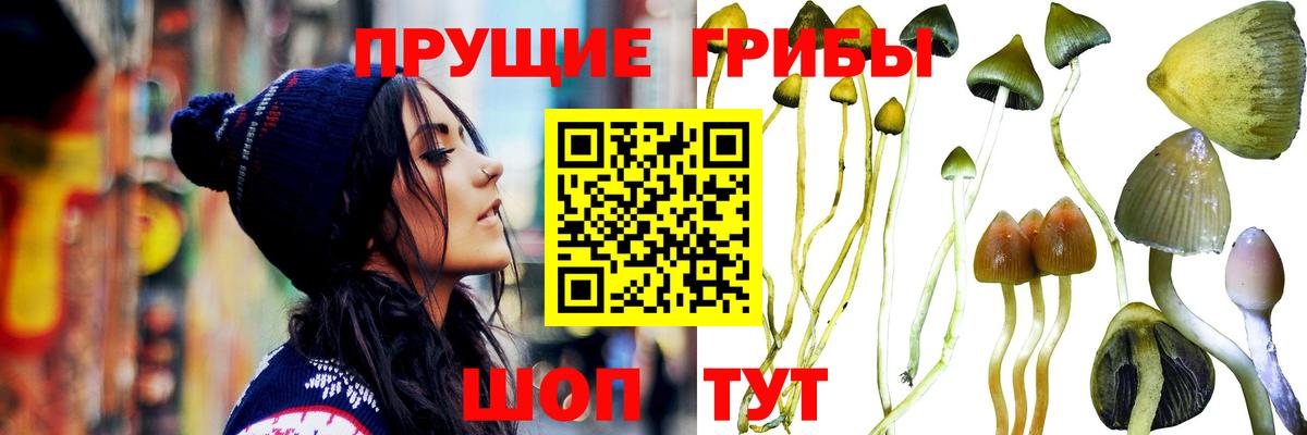 Галлюциногенные грибы прущие грибы Ростов Великий